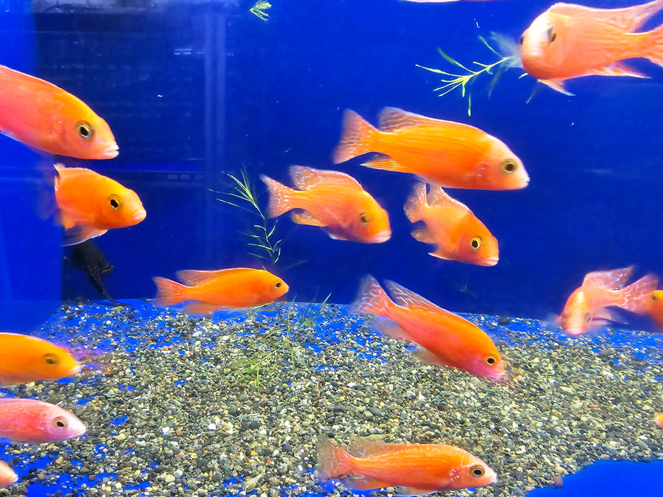 Super Red Pink Peacock Cichlid (CHD-165)U017