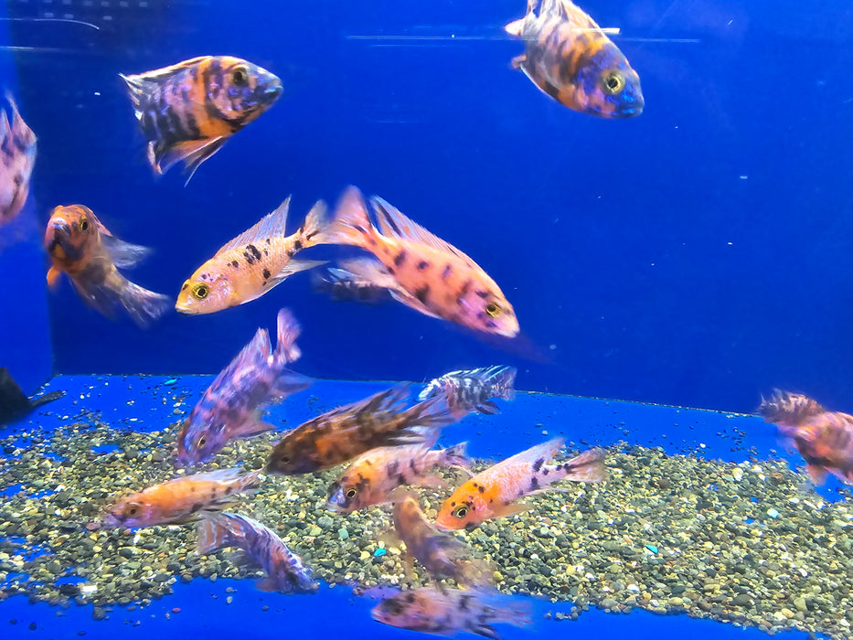 Live Freshwater Aquarium Cichlid OB Peacock African Cichlid (Aulonocara sp.)(CHD-109)U023