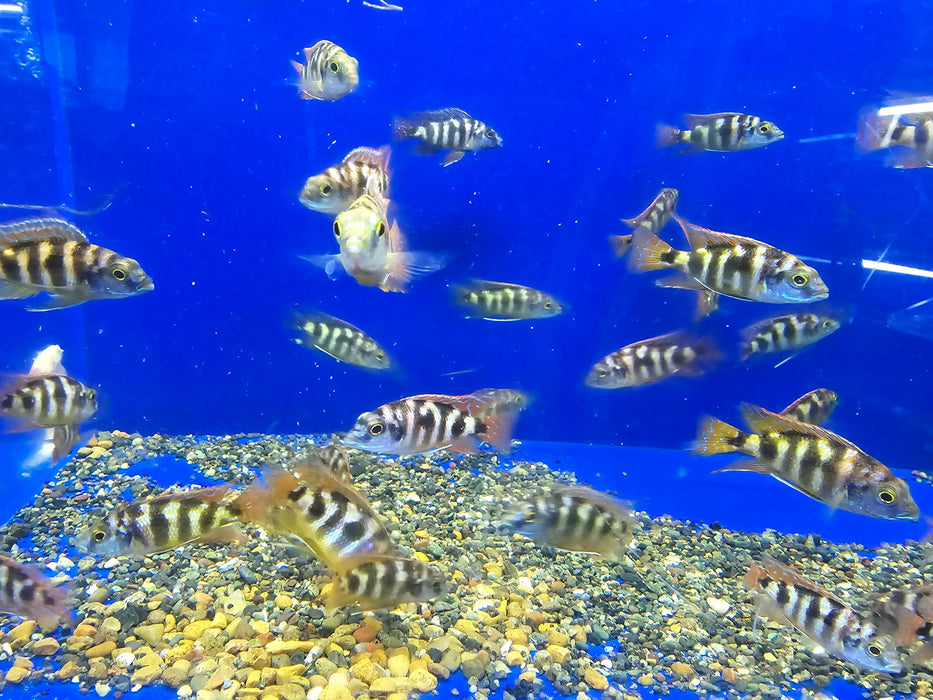 Live Fish African Cichlid Milimo Peacock (PLACIDOCHROMIS MILOMO) (CHD-138)U026