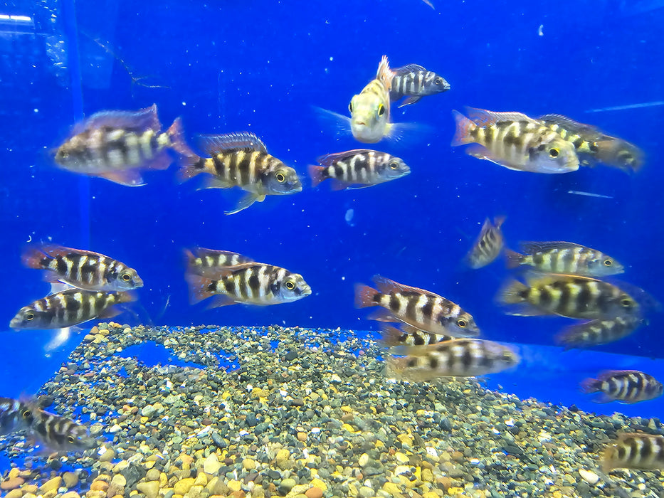 Live Fish African Cichlid Milimo Hap VC-10 (PLACIDOCHROMIS MILOMO) (CHD-138) U042