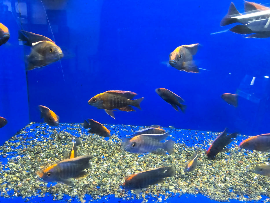 Live African Cichlid Sulfur Head/Apache Peacock (Aulonocara maylandi)(CHD-129)U027