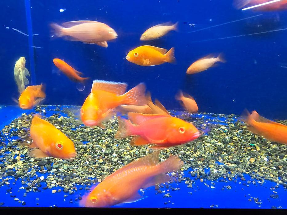 Live African Cichlid Albino Red Dragon Blood Peacock (CHD-166) U030