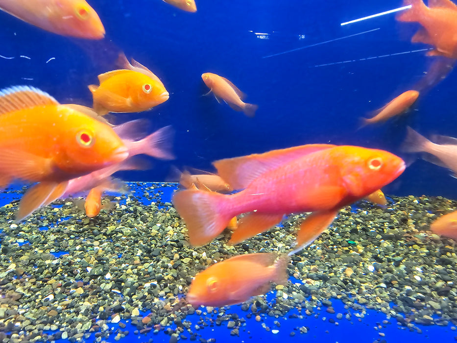 Live African Cichlid Albino Red Dragon Blood Peacock (CHD-166) U030