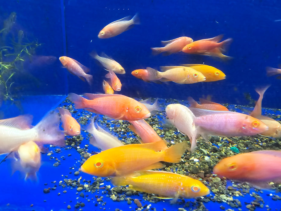 Live Fish African Cichlid Albino Pink Peacock (Aulonocara sp.) (CHD-134)U008