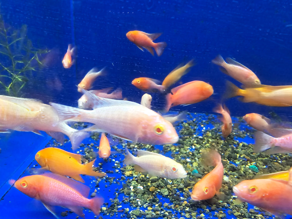 Live Fish African Cichlid Albino Pink Peacock (Aulonocara sp.) (CHD-134)U008