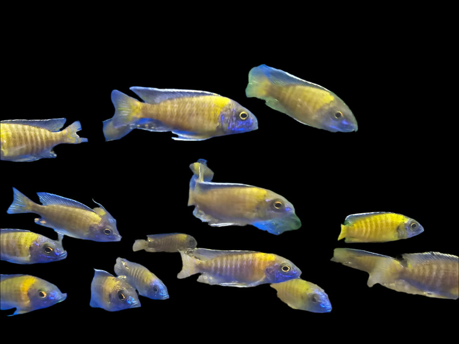 Live African Cichlid Usisya Peacock (AULONACARA STEVENI USISYA)(CHD-151) U014