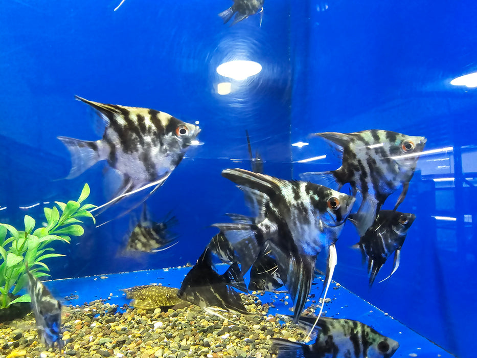 Live Freshwater Aquarium Black Marble Angelfish Medium