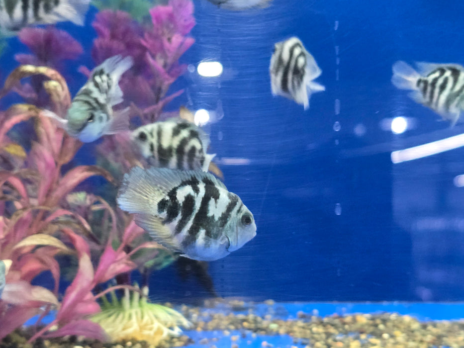 Round Body Blue Tiger Parrot Cichlid 2.00in