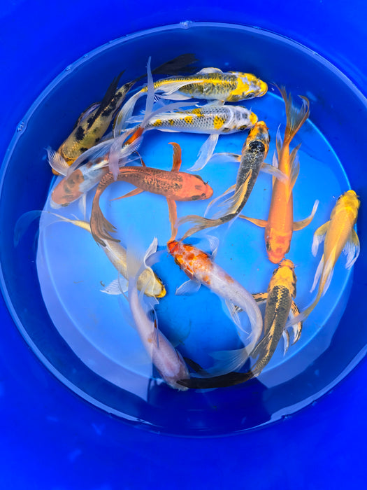 Assorted Butterfly Koi 5.00 inch