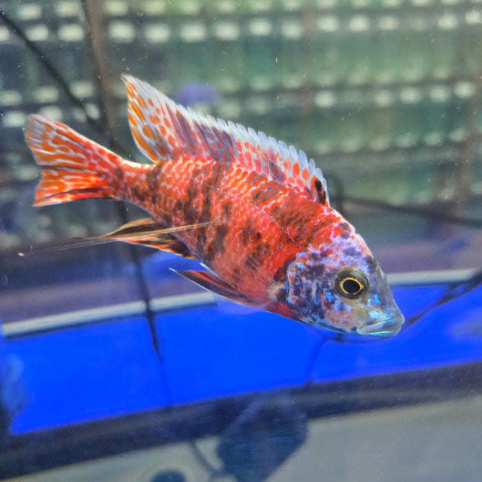 RED OB PEACOCK CICHLID 4.00 INCH MALE WYSIWYG (CHD-101)