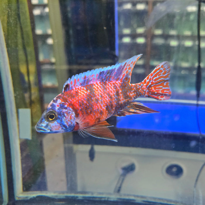 RED OB PEACOCK CICHLID 4.00 INCH MALE WYSIWYG (CHD-101)