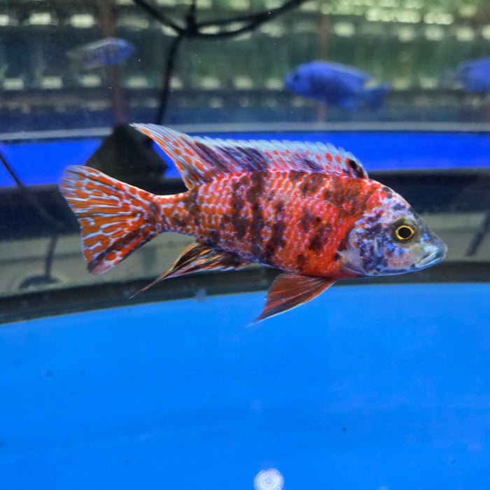 RED OB PEACOCK CICHLID 4.00 INCH MALE WYSIWYG (CHD-101)