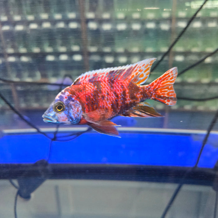 RED OB PEACOCK CICHLID 4.00 INCH MALE WYSIWYG (CHD-101)