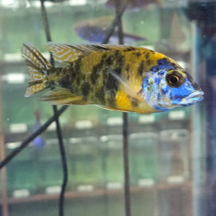 YELLOW PEACOCK CICHLID 4.00 INCH MALE WYSIWYG (CHD-102)