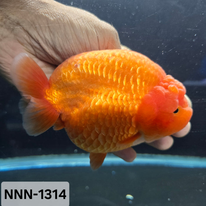 Thai Jumbo Red Ranchu 4.50 inch Body (NNN-1314)X