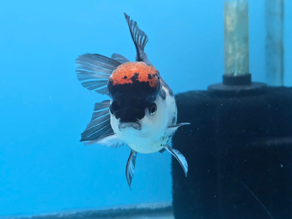 Thai Tri Color Oranda 3.50” Body Female (NNN-102)R1A04