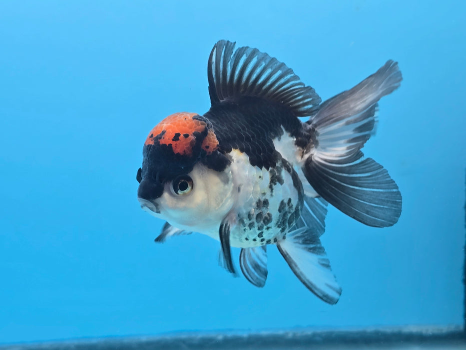 Thai Tri Color Oranda 3.50” Body Female (NNN-102)R1A04