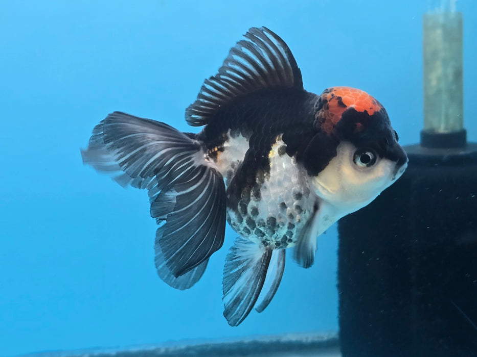 Thai Tri Color Oranda 3.50” Body Female (NNN-102)R1A04