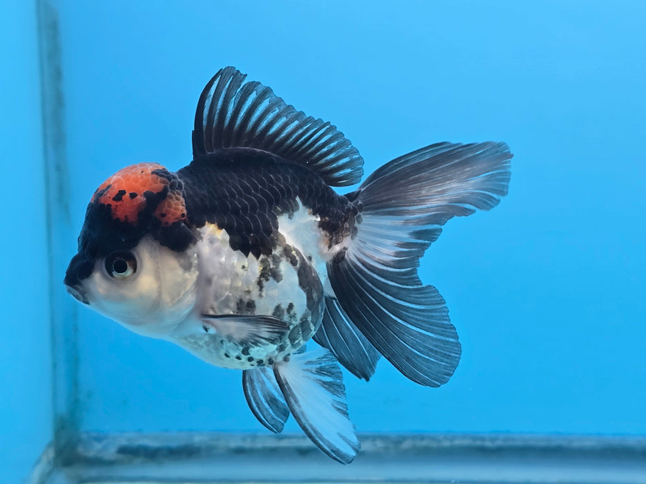 Thai Tri Color Oranda 3.50” Body Female (NNN-102)R1A04