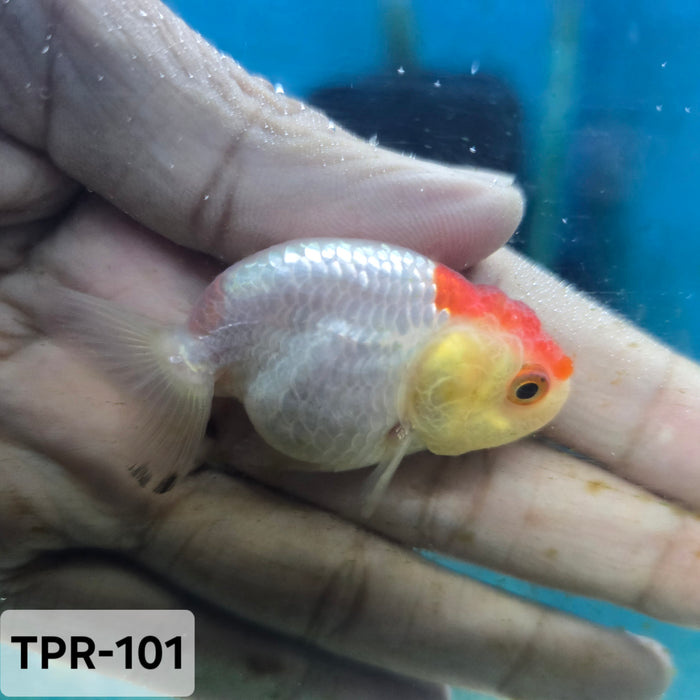 Thai Junior Red/White Lionchu Ranchu (TPR-101)