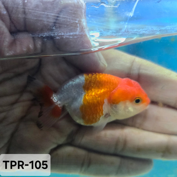 X Thai Junior Red/White Lionchu Ranchu (TPR-105)R4B10