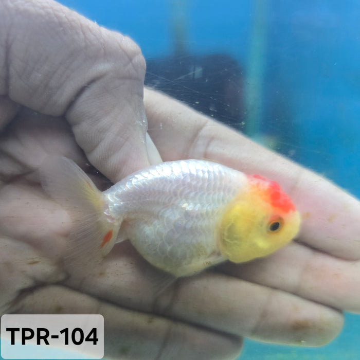 Thai Junior Red/White Lionchu Ranchu (TPR-104)