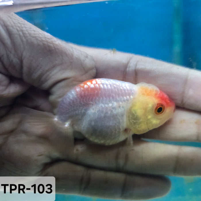 Thai Junior Red/White Lionchu Ranchu (TPR-103)R4B10