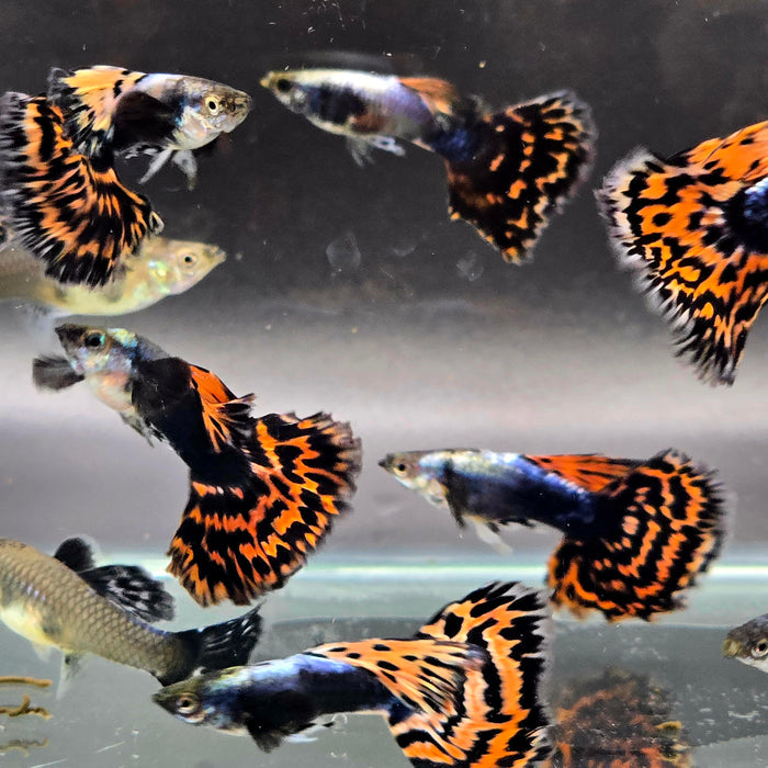 Red Tiger Mosaic Guppy