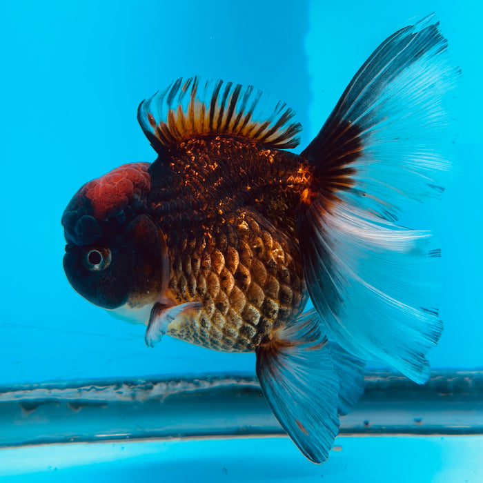 Live Fancy Goldfish Tri Color Thai Oranda 3.50'' (KP-110) Ready To Ship! What You See What You Get.