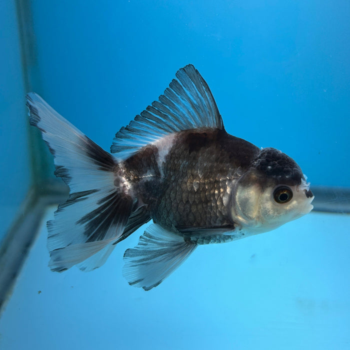 Thai Oranda Panda 3” Body Male 7 Months (JC-180)R1A9