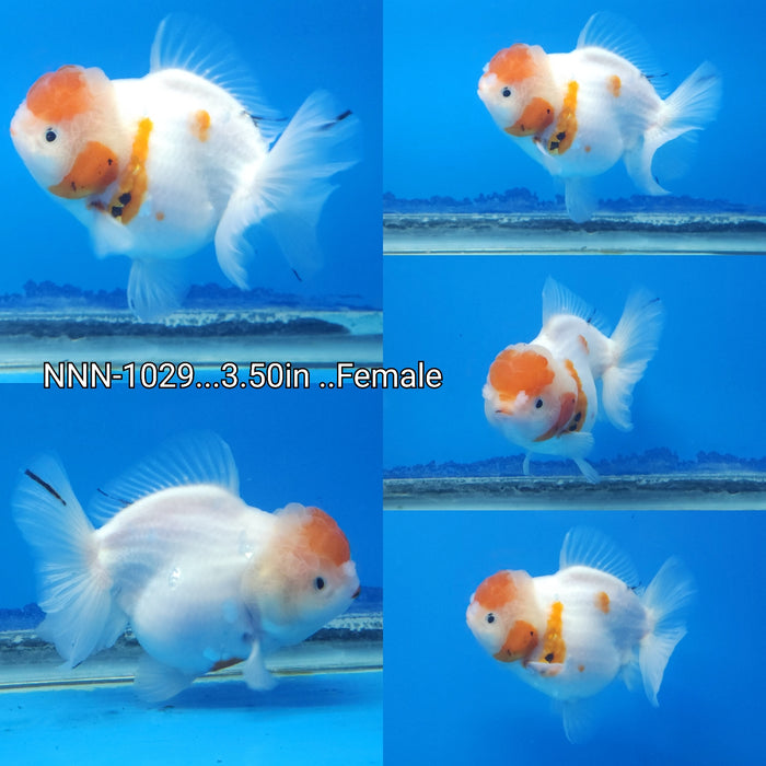 (NNN-1029) Live Fancy Goldfish Thai Short Tail Calico Oranda 3.50 inch Body Female by NK Thailand