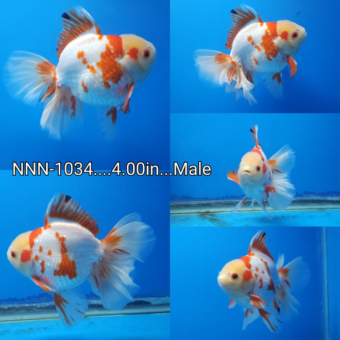 (NNN-1034) Live Fancy Goldfish Thai Red/White Orchid Tail Oranda 4.00 inch Body Male