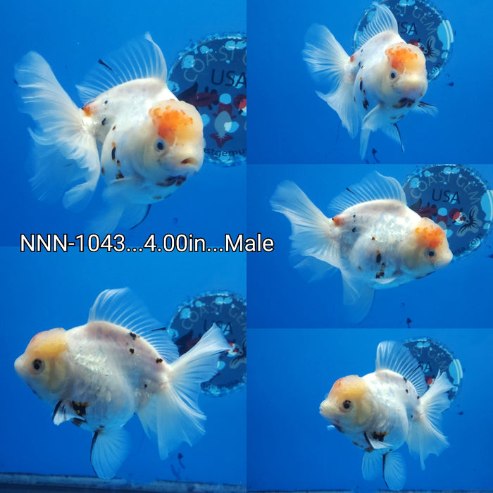 (NNN-1043) Live Fancy Goldfish Thai White Tiger Calico Orchid Tail 4.00 inch Body Male by NK Thailand