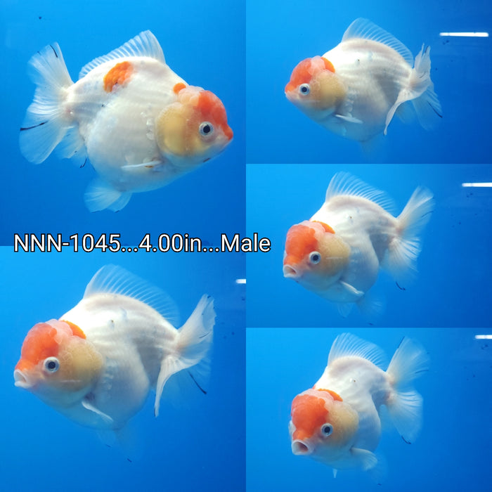(NNN-1045) Live Fancy Goldfish Thai Calico Short Tail 4.00 inch Body Male by NK Thailand