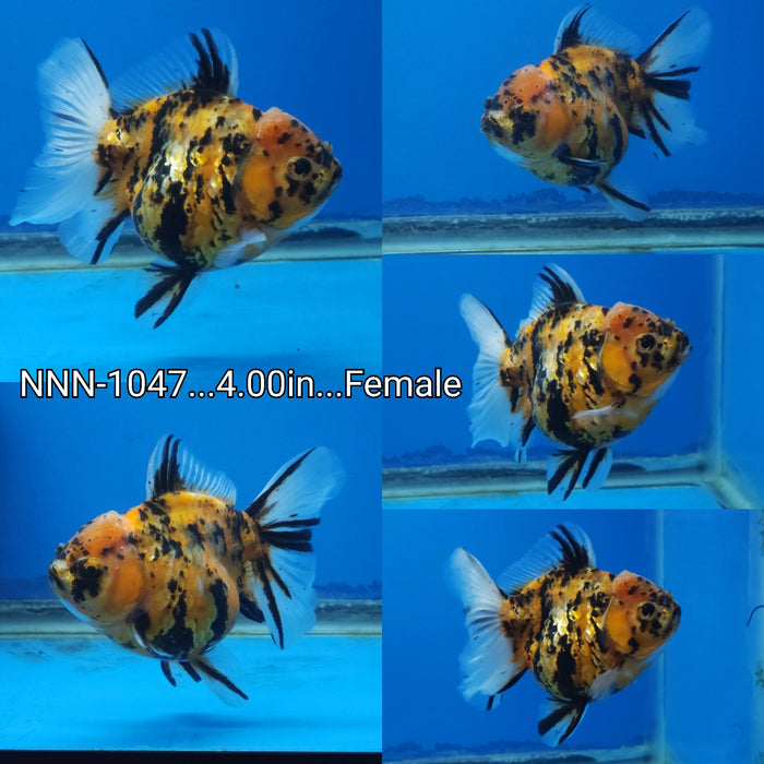(NNN-1047) Live Fancy Goldfish Thai Tiger Calico Medium Tail 4.00 inch Body Female by NK Thailand