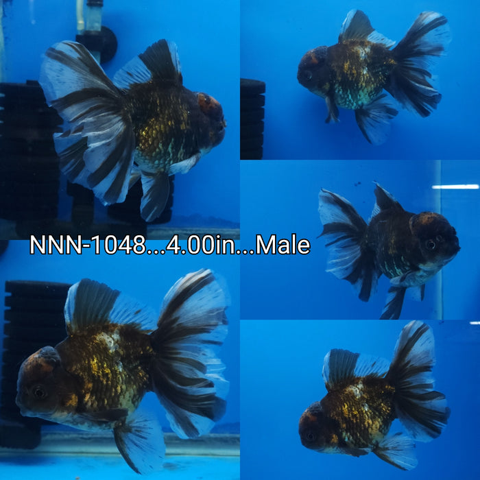 (NNN-1048) Live Fancy Goldfish Thai Tiger Calico Orchid Tail 4.00 inch Body Male by NK Thailand