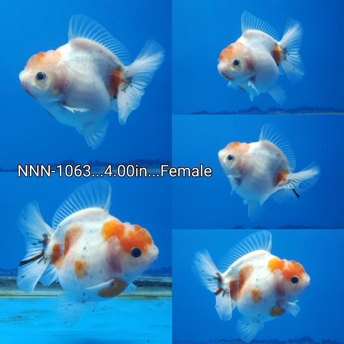 (NNN-1063) Thai White Sakura Calico Oranda 4.00 inch Body Female by NK Thailand