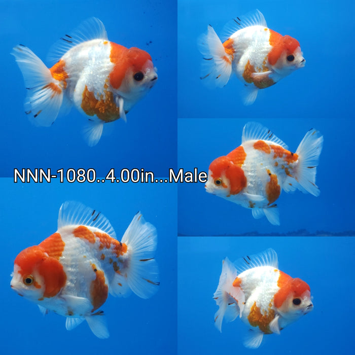 (NNN-1080) Thai Red/White Koi Style 4.00 inch Body Male