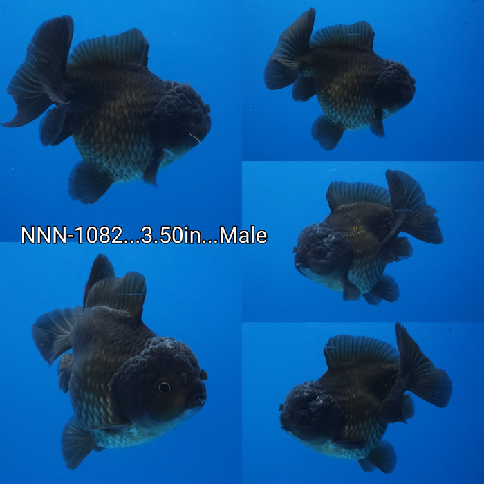 (NNN-1082) Thai Black Short Tail Oranda 3.50 inch Body Male
