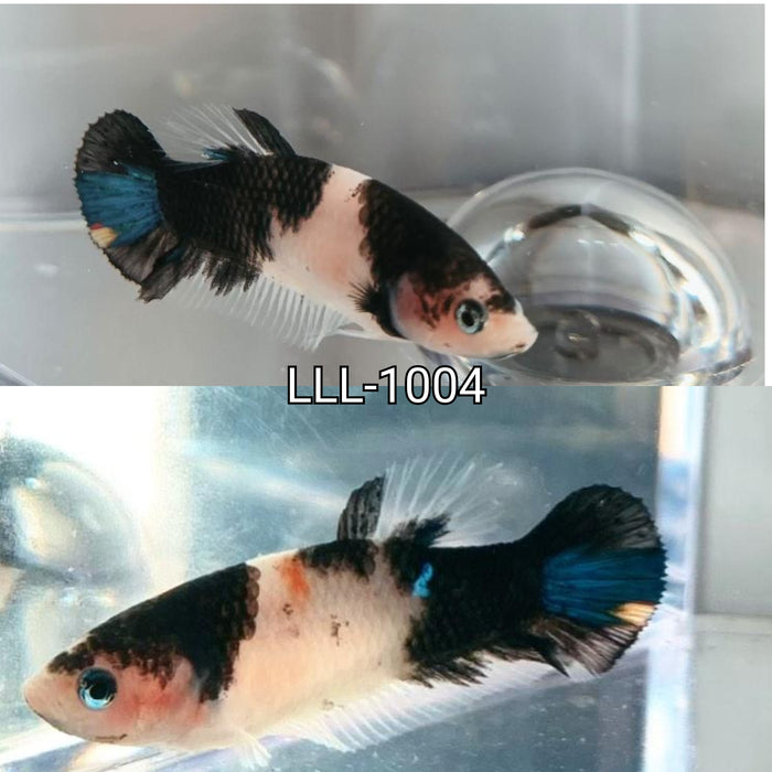 Live Betta Fish Fancy Panda Female Betta (LLL-1004)