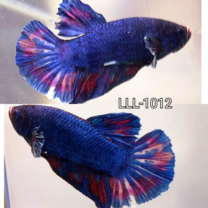 S214 Live Betta Fish Blue Rainbow Tail Plakat Male  S214 (LLL-1012)What you see is what you get!