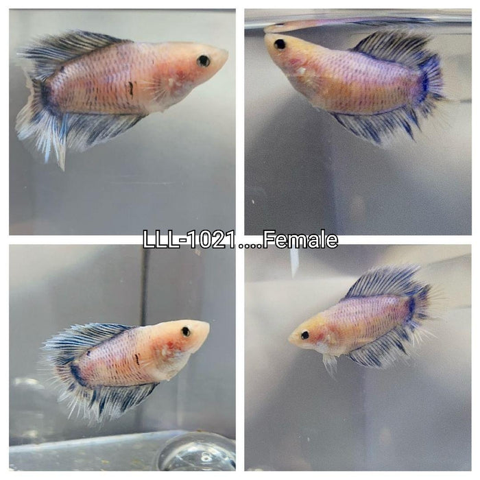 Live Betta Fish Marble Cellophane Double Tail Female Betta  (LLL-1021)What you see is what you get!