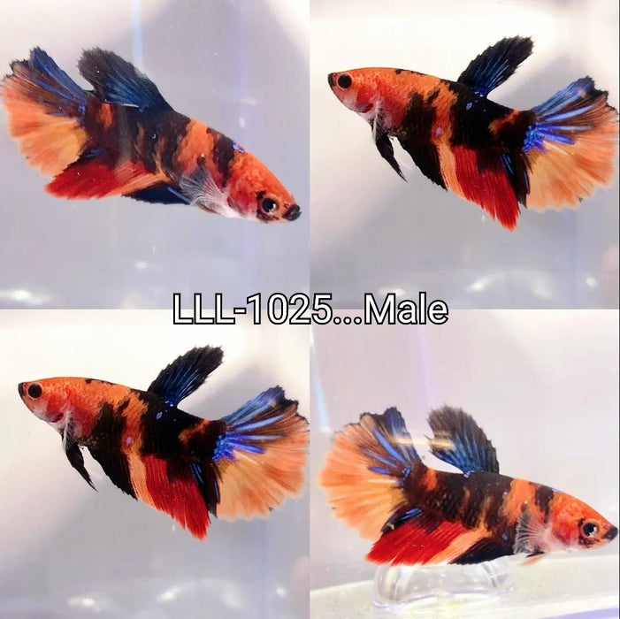 S283Live Betta Fish Plakat Nemo Koi Halfmoon Plakat Male(LLL-1025) What you see is what you get!