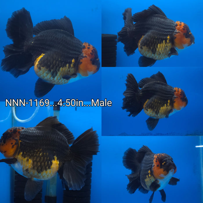 Live Fancy Goldfish Thai Jumbo Apache Orchid Tail Oranda 4.50 inch Body Male (NNN-1169)R1D03
