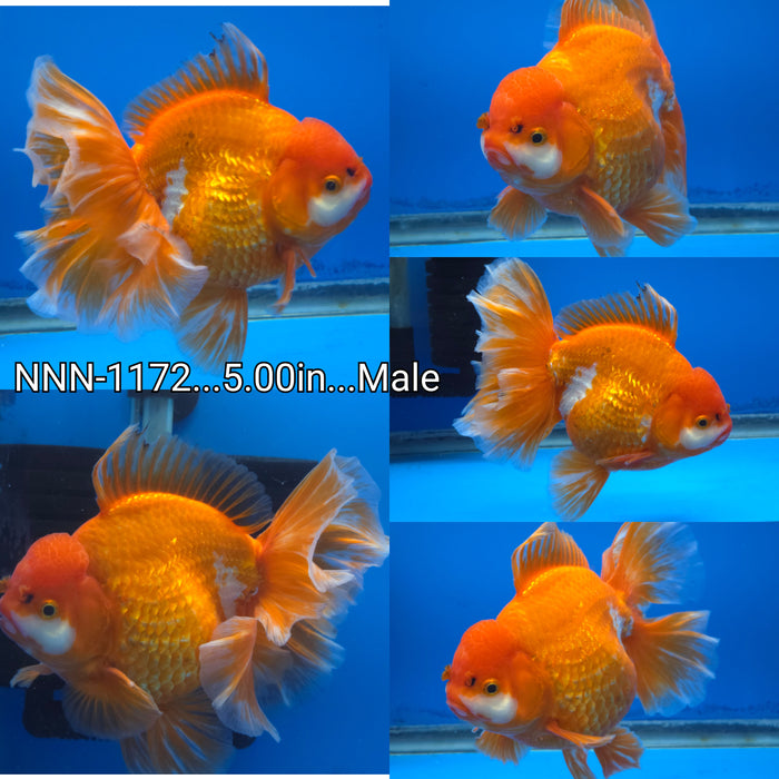 Live Fancy Goldfish Thai Jumbo Red/White Orchid Tail Oranda 5.00 inch Body Male (NNN-1172)TUB15