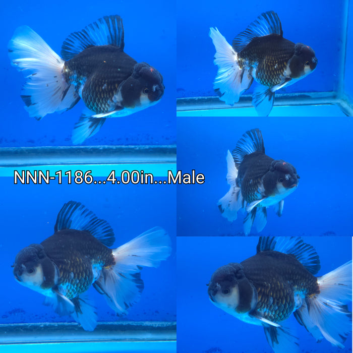 Live Fancy Goldfish Thai Panda Orchid Tail Oranda 4.00 inch Body Male (NNN-1186)TUB15