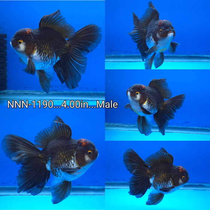 Live Fancy Goldfish Thai Tri Color Orchid Tail Oranda 4.00 inch Body Male (NNN-1190)TUB15