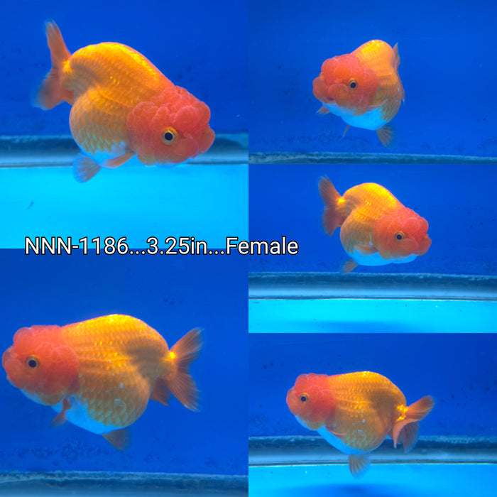 Live Fancy Goldfish Thai Red Ranchu 3.25 inch Body Female (NNN-1186x)TUB15