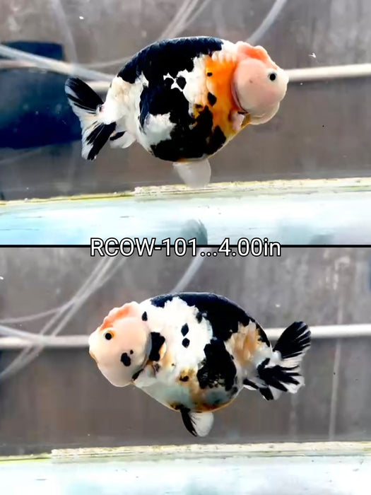 Chinese Cow Pattern Calico Ranchu 4.00 inch Body (RCOW-101)