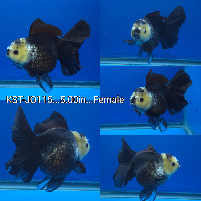 (KST-JO115) Thai Jumbo Premium Panda Oranda Orchid Tail 5.00 inch Body Female